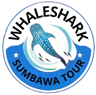 Whale Shark Sumbawa Tour